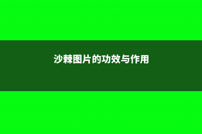 沙棘图片，沙棘长什么样 (沙棘图片的功效与作用)