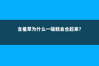 向日葵什么时候开花，向日葵图片 (向日葵什么时候开花)