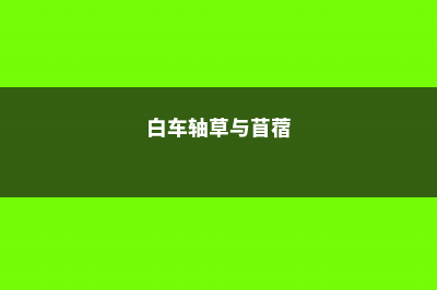 长寿花僵苗怎么办呢，如何让僵苗快速生长 (长寿花僵苗怎么办视频教程)