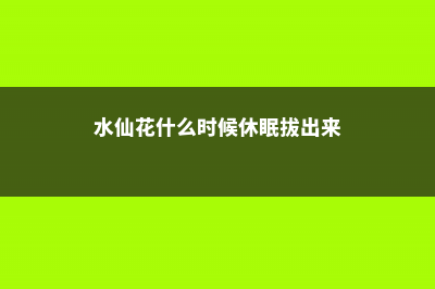 水仙花休眠期怎样养护，水仙花休眠期过后怎么管理 (水仙花什么时候休眠拔出来)