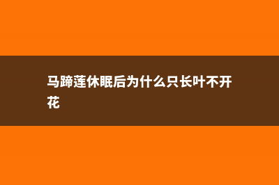 橡皮树僵苗不长怎么办，橡皮树僵苗怎么促长 (橡皮树突然不长新叶怎么办)