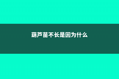 葫芦苗不长是因为什么，葫芦苗用什么肥料 (葫芦苗不长是因为什么)