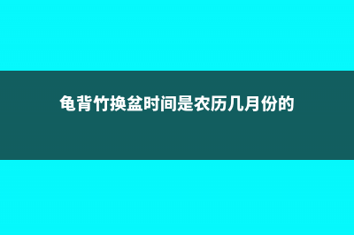 龟背竹换盆时间及注意事项 (龟背竹换盆时间是农历几月份的)