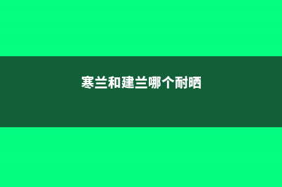 寒兰和建兰的区别 (寒兰和建兰哪个耐晒)