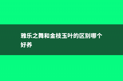 雅乐之舞和金枝玉叶的区别 (雅乐之舞和金枝玉叶的区别哪个好养)