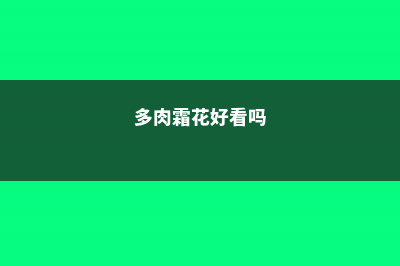 多肉霜之朝和冬美人的区别 (多肉霜花好看吗)