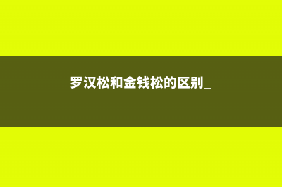 罗汉松和金钱松的区别 