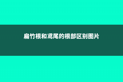 扁竹根和鸢尾的区别 (扁竹根和鸢尾的根部区别图片)