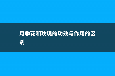 月季花和玫瑰的区别 (月季花和玫瑰的功效与作用的区别)