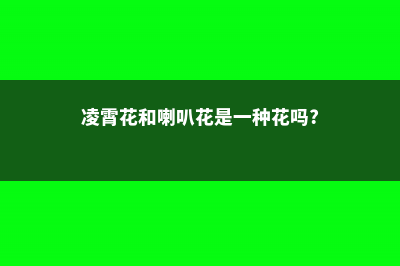 凌霄花喇叭花的区别 (凌霄花和喇叭花是一种花吗?)