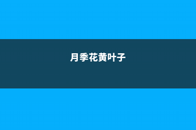 月季花黄叶的原因和处理办法 (月季花黄叶子)