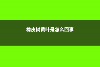 橡皮树黄叶的原因和处理办法 (橡皮树黄叶是怎么回事)