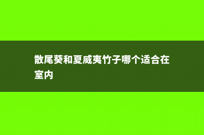 散尾葵和夏威夷椰子的区别 (散尾葵和夏威夷竹子哪个适合在室内)