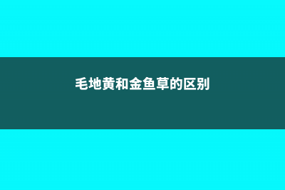 毛地黄和金鱼草的区别 (毛地黄和金鱼草的区别)