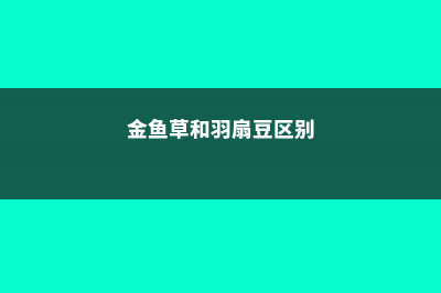 金鱼草和羽扇豆区别 (金鱼草和羽扇豆区别)