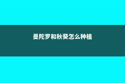 曼陀罗和秋葵怎么区别 (曼陀罗和秋葵怎么种植)