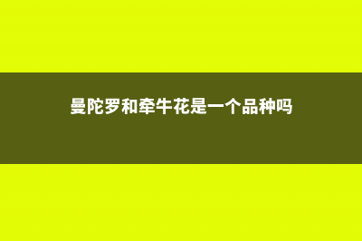 曼陀罗和牵牛花区别 (曼陀罗和牵牛花是一个品种吗)