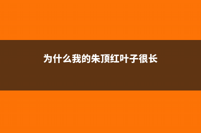 朱顶红黄叶的原因和处理办法 (为什么我的朱顶红叶子很长)