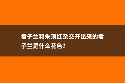 君子兰和朱顶红的区别 (君子兰和朱顶红杂交开出来的君子兰是什么花色?)