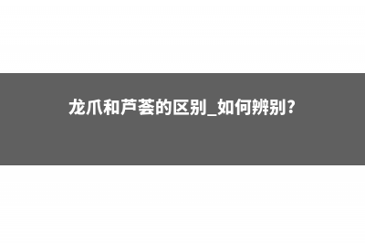 中华芦荟和库拉索芦荟的区别 (中华芦荟和库拉索芦荟哪个好看)