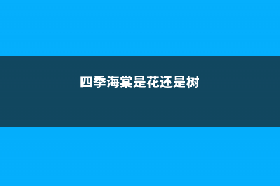 海棠和四季海棠区别 (四季海棠是花还是树)