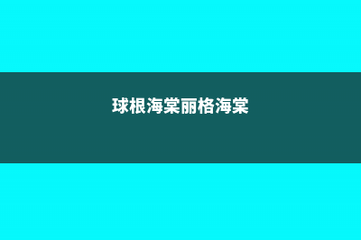 球根海棠和丽格海棠的区别 (球根海棠丽格海棠)