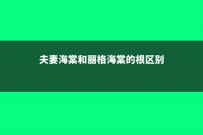 夫妻海棠和丽格海棠的区别 (夫妻海棠和丽格海棠的根区别)