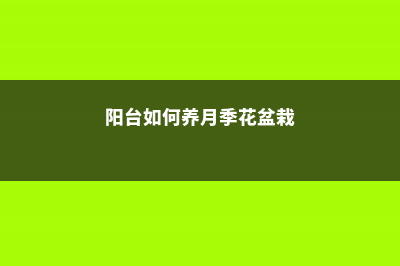 阳台如何养月季花，需要注意什么 (阳台如何养月季花盆栽)