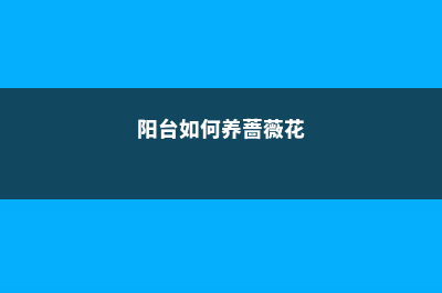 阳台如何养蔷薇花，需要注意什么 (阳台如何养蔷薇花)