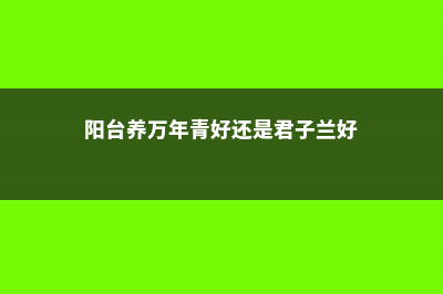 阳台如何养万年青，需要注意什么 (阳台养万年青好还是君子兰好)