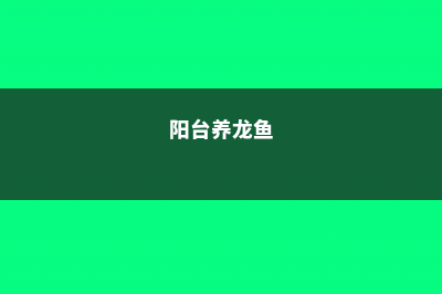 阳台如何养龙血树，需要注意什么 (阳台养龙鱼)