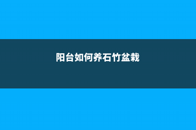 阳台如何养石竹，需要注意什么 (阳台如何养石竹盆栽)