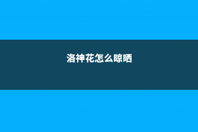 阳台如何养洛神花，需要注意什么 (洛神花怎么晾晒)