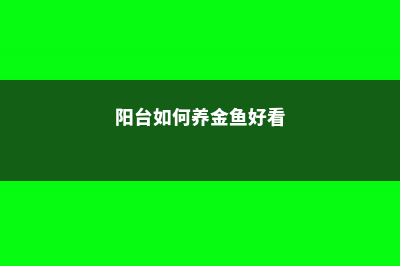 阳台如何养金鱼草，需要注意什么 (阳台如何养金鱼好看)