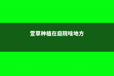 阳台如何养榆叶梅，需要注意什么 (室内养榆树)