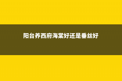 阳台如何养西府海棠，需要注意什么 (阳台养西府海棠好还是垂丝好)