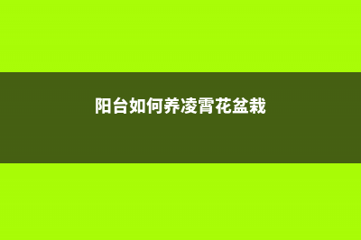 阳台如何养凌霄花，需要注意什么 (阳台如何养凌霄花盆栽)