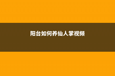 阳台如何养仙人指，需要注意什么 (阳台如何养仙人掌视频)