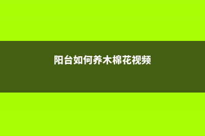 阳台如何养木棉，需要注意什么 (阳台如何养木棉花视频)