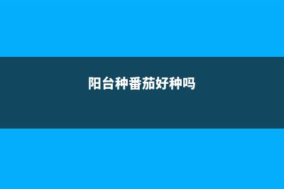 阳台如何养番红花，需要注意什么 (阳台种番茄好种吗)