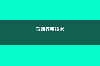 阳台如何养马蹄莲，需要注意什么 (马蹄养殖技术)