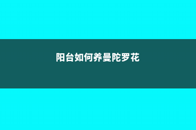 阳台如何养曼陀罗，需要注意什么 (阳台如何养曼陀罗花)