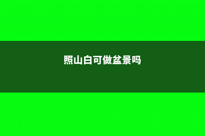 照山白的养殖方法和注意事项 (照山白可做盆景吗)