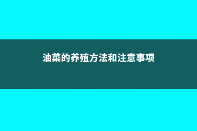 油菜的养殖方法和注意事项 (油菜的养殖方法和注意事项)