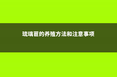 琉璃苣的养殖方法和注意事项 (琉璃苣的养殖方法和注意事项)