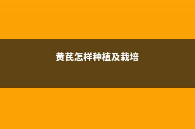 金丝桃的养殖方法和注意事项 (金丝桃简介)