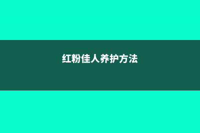 红粉佳人的养殖方法和注意事项 (红粉佳人养护方法)