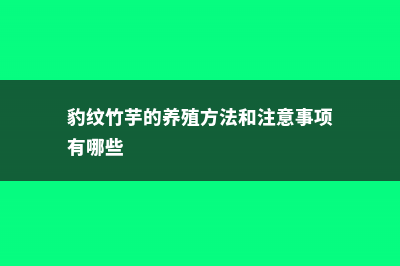 豹纹竹芋的养殖方法和注意事项 (豹纹竹芋的养殖方法和注意事项有哪些)