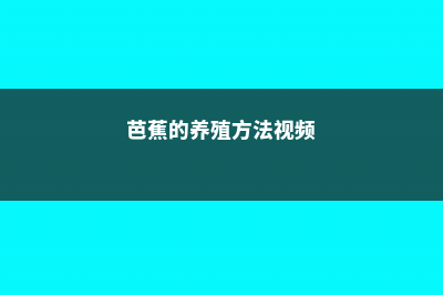 芭蕉的养殖方法和注意事项 (芭蕉的养殖方法视频)