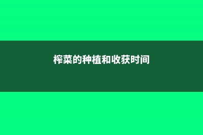 榨菜的养殖方法和注意事项 (榨菜的种植和收获时间)